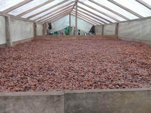 Drying Cacao 1