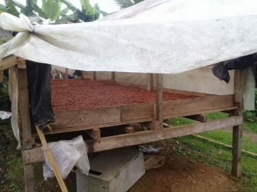 Drying Cacao 4